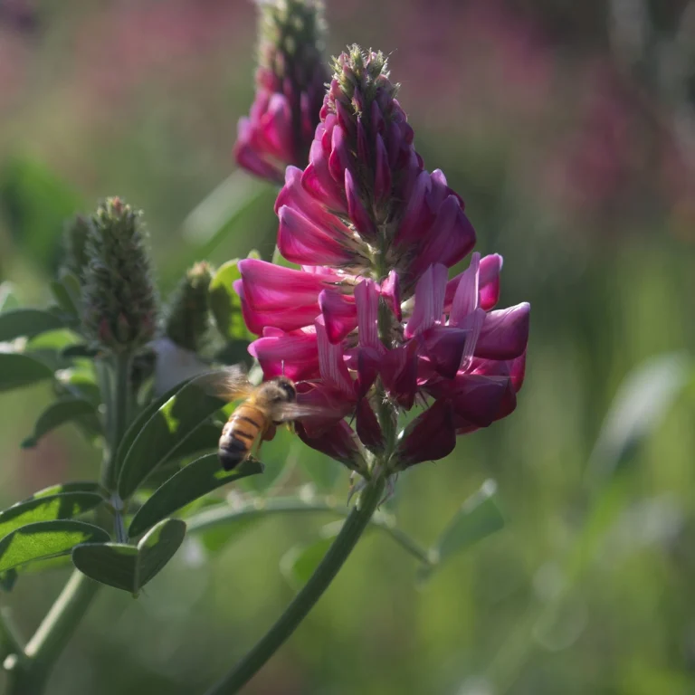 Siamo Natura, Custodi di Biodiversità  