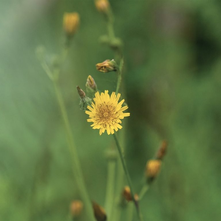 Honeyland, Cinema Rurale  